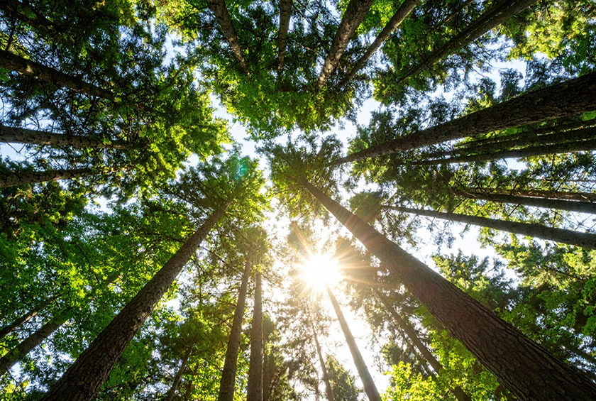 Holz rettet Klima